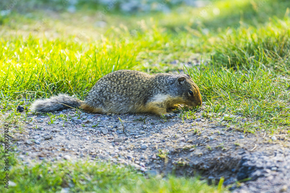gopher stand on the glass field on sunny day. gopher stand on the glass field on sunny day.