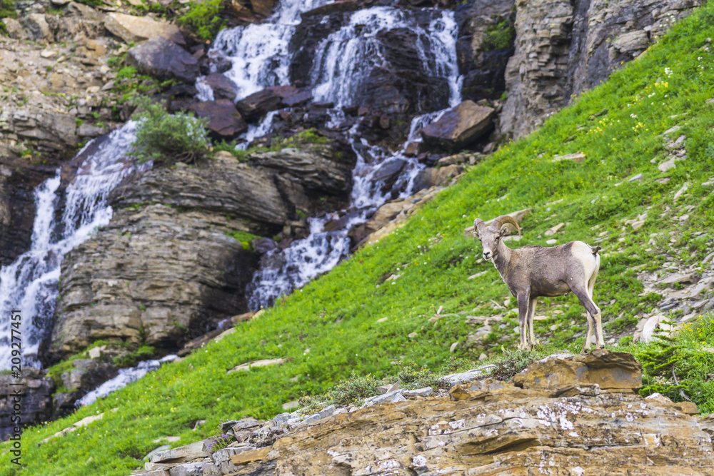 big horn sheep at Glacier national park,Montana,usa. big horn sheep at Glacier national park,Montana,usa.