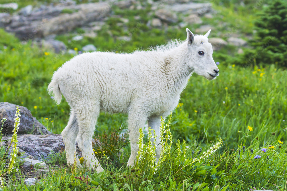 Two mountain goats mother and kid in green grass field, Glacier National Park, Montana Two mountain goats mother and kid in green grass field, Glacier National Park, Montana