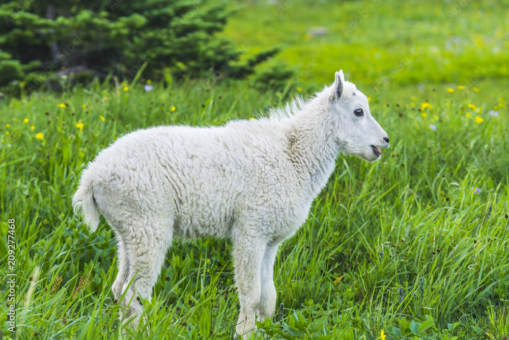 Two mountain goats mother and kid in green grass field, Glacier National Park, Montana Two mountain goats mother and kid in green grass field, Glacier National Park, Montana