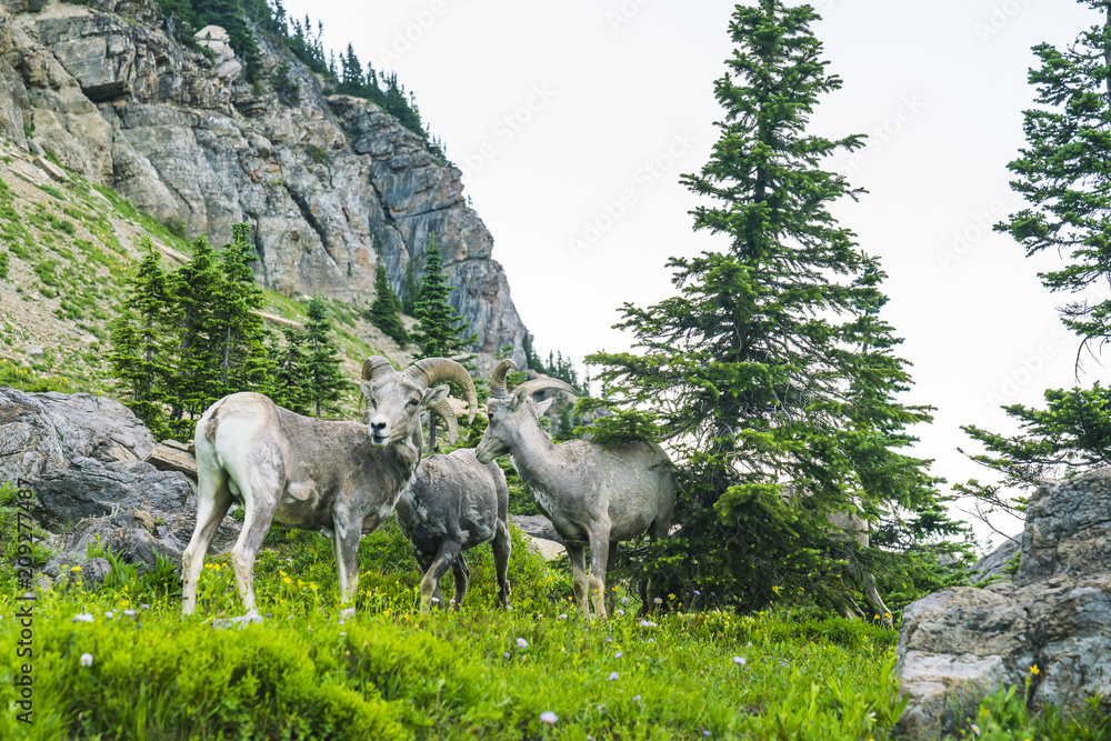 Naklejka premium big horn sheep at Glacier national park,Montana,usa.