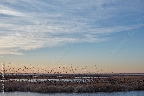 Flock of migrating blackbirds at Cheyenne Bottoms