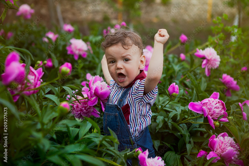 a little boy in a jeans suit among the bushes of pink peonies, a cry of victory and glee. a little boy in a jeans suit among the bushes of pink peonies, a cry of victory and glee.