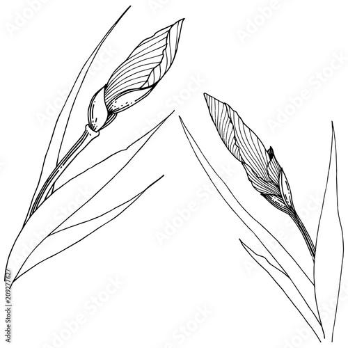 Irises in a vector style isolated. Full name of the plant: Iris. Vector flower for background, texture, wrapper pattern, frame or border.