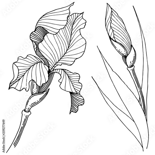 Irises in a vector style isolated. Full name of the plant: Iris. Vector flower for background, texture, wrapper pattern, frame or border.