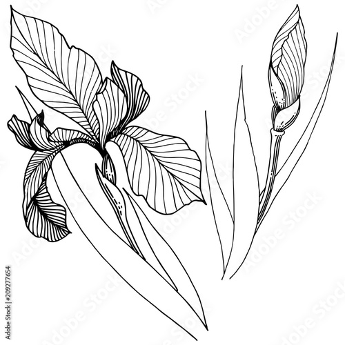 Irises in a vector style isolated. Full name of the plant: Iris. Vector flower for background, texture, wrapper pattern, frame or border.