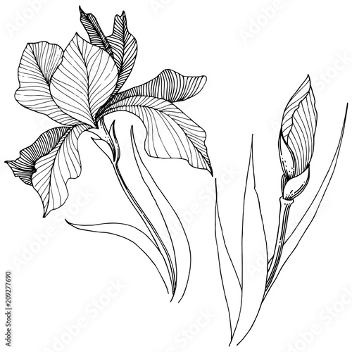 Irises in a vector style isolated. Full name of the plant: Iris. Vector flower for background, texture, wrapper pattern, frame or border.