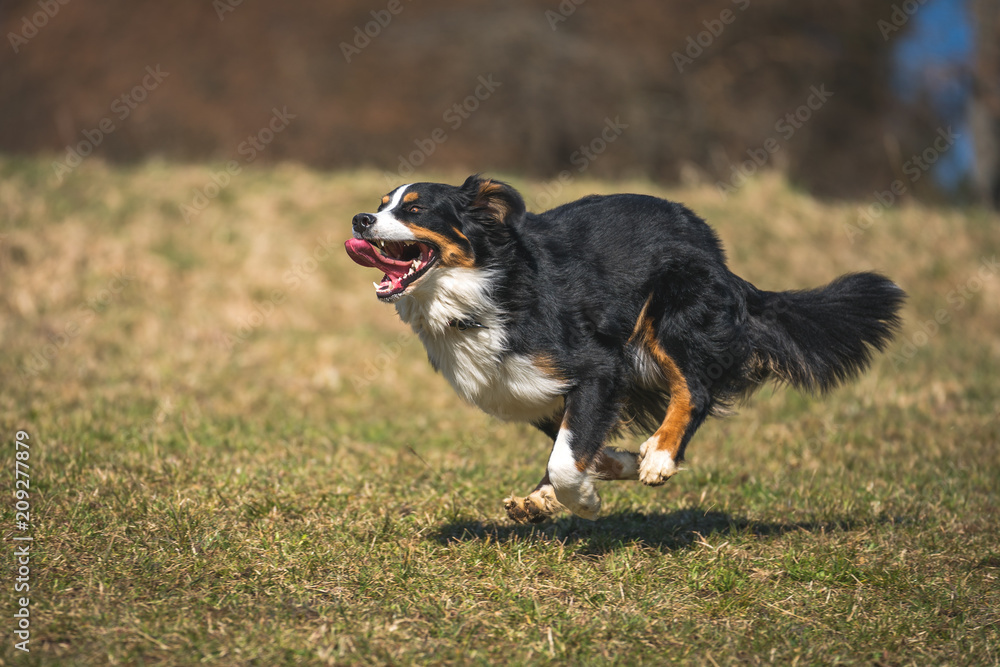 Berner Sennenhund beim Rennen