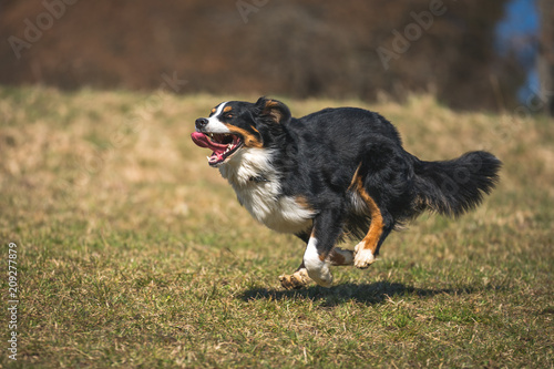 Berner Sennenhund beim Rennen