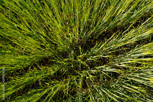 Green wheat grass growing in field background texture