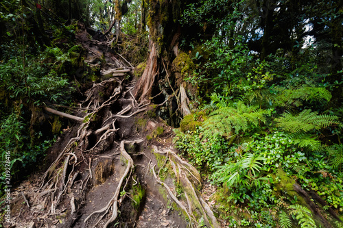 Cameron Highlands Mossy forest trekking