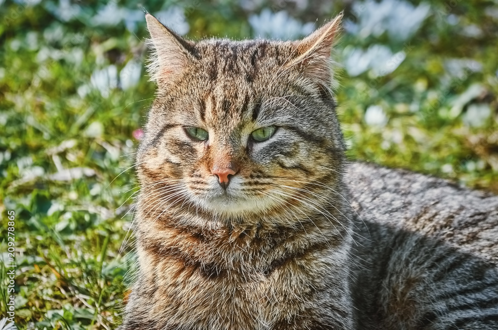 Cat on the Lawn Cat on the Lawn