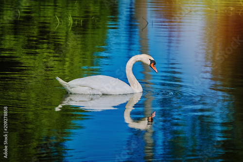 White Swan at the Lake