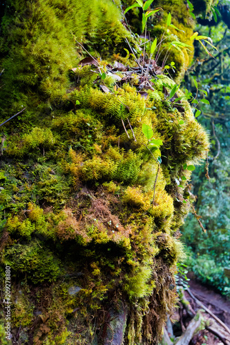 Flora of Cameron Highlands mountains