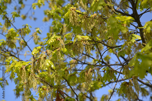 The blossoming oak English  Quercus robur L. 