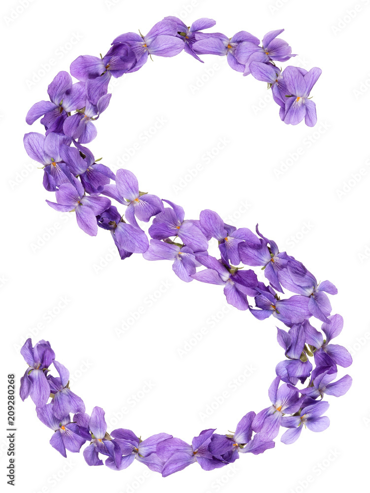 Letter S from alphabet, from flowers of violet, isolated on white background Letter S from alphabet, from flowers of violet, isolated on white background