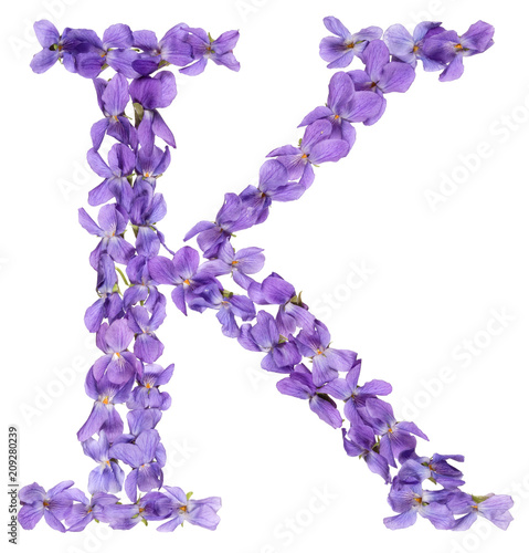 Letter K from alphabet, from flowers of violet, isolated on white background