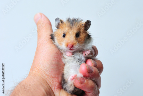 Syrian hamster in the hand looks at the camera