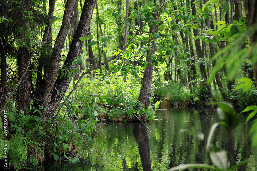 walk in the woods walk in the woods