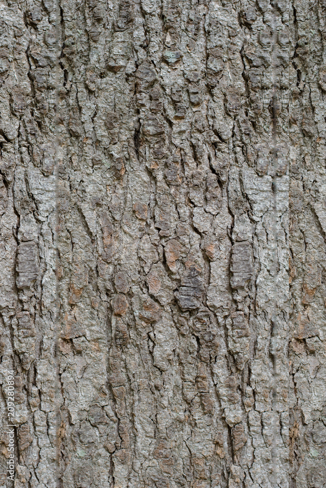 Background image - Wood texture