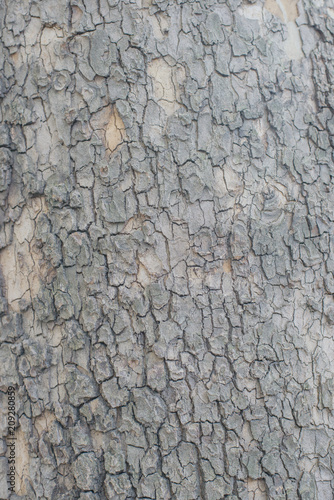 Background image - Wood texture