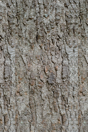 Background image - Wood texture © Bnp_pic