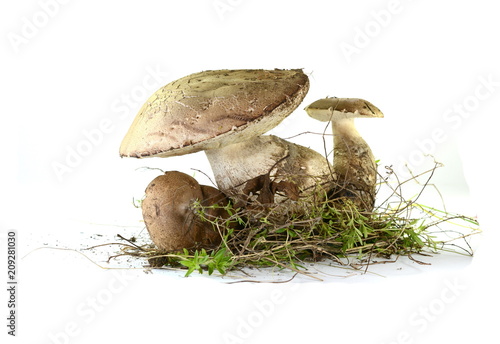 Leccinum  carpini mushroom isolated on white. photo