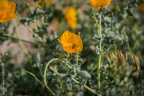 Fototapeta Naklejka Na Ścianę i Meble -  Summer wildflowers, chamomile