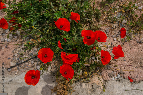 Fototapeta Naklejka Na Ścianę i Meble -  Summer wildflowers, chamomile