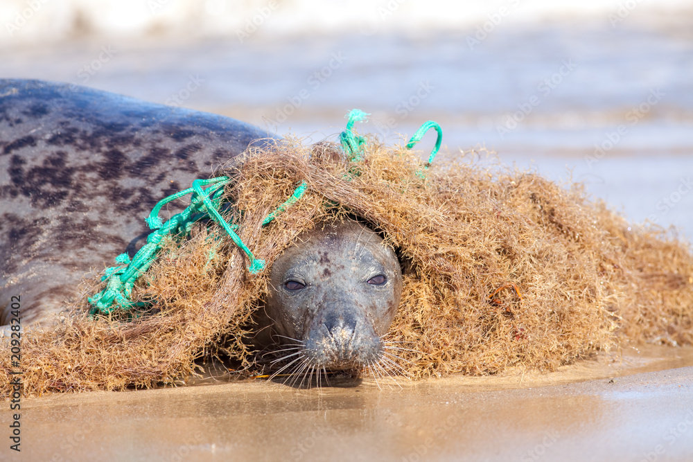 Obraz premium Plastikowe zanieczyszczenie mórz. Foka uwięziona w splątanej nylonowej sieci rybackiej. Ciekawe zwierzę zaczepia się o sieć, ale zostaje zaplątane.