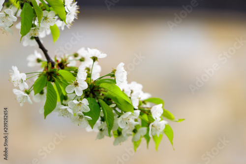 Beautiful cherry blossom (Cerasus avium) in spring time in nature. close up photo