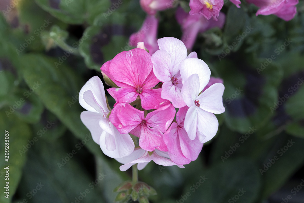 Obraz premium Vibrant flowers in an English formal garden