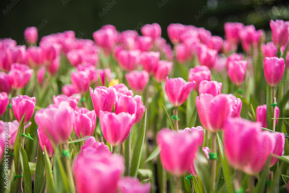 image of Pink tulips Flower. Beautiful tulips bouquet colorful in the garden image of Pink tulips Flower. Beautiful tulips bouquet colorful in the garden