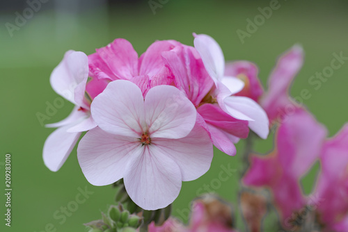 Vibrant flowers in an english formal garden