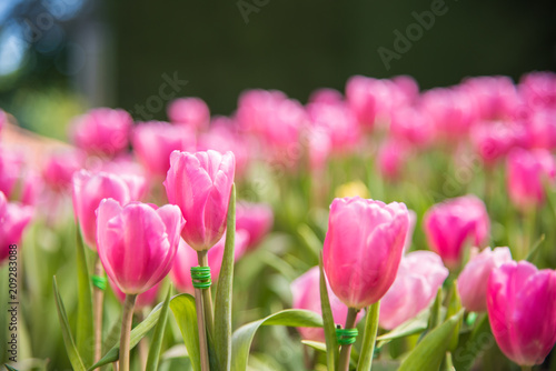 image of Pink tulips Flower. Beautiful bouquet colorful  in  the garden