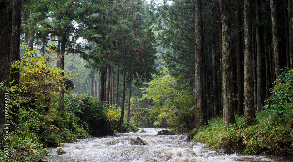 Morning light bouncing off mist and rain over mountain river flowing through woods Morning light bouncing off mist and rain over mountain river flowing through woods