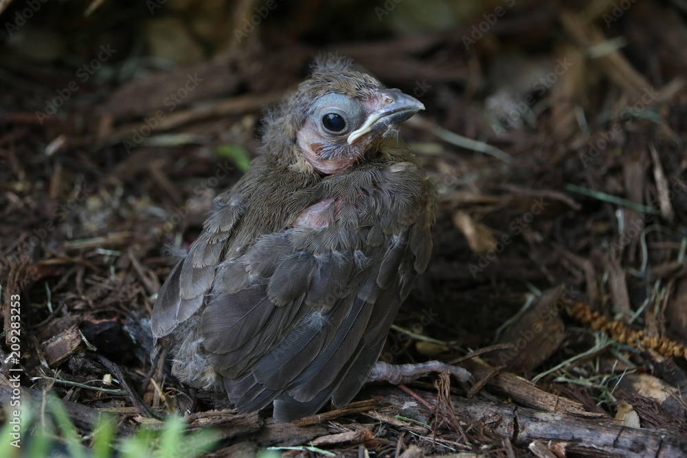 Closeup of a cardinal chick learning to fly Closeup of a cardinal chick learning to fly