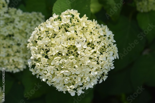 Kwiatostan białej hortensji
