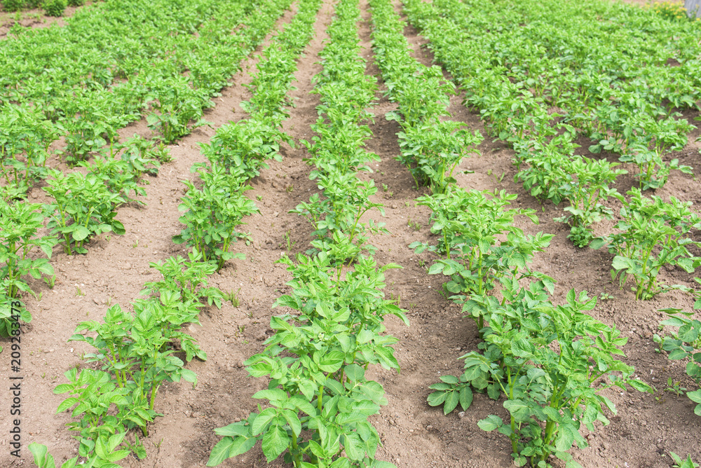 potato plants in the garden potato plants in the garden