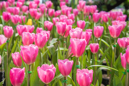 image of Pink tulips Flower. Beautiful tulips bouquet colorful  in  the garden