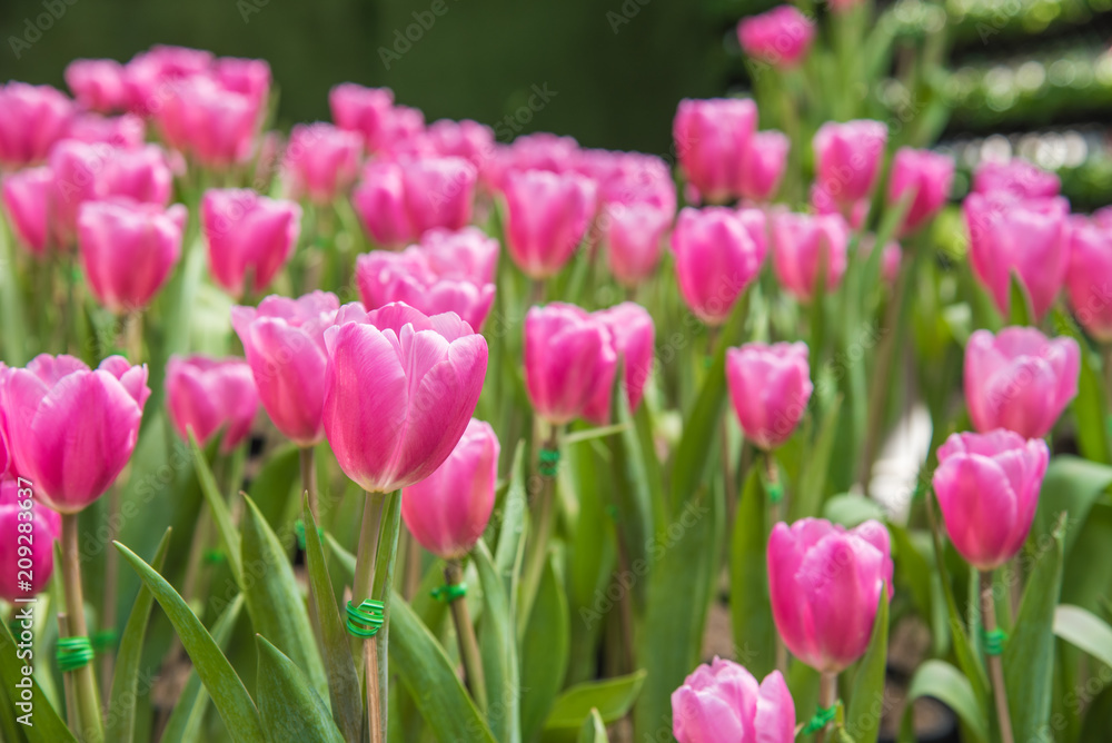 image of Pink tulips Flower. Beautiful bouquet colorful  in  the garden