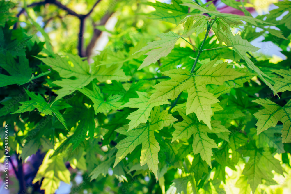 Maple leaf background. Green leaves on a sunny day. Maple leaf background. Green leaves on a sunny day.