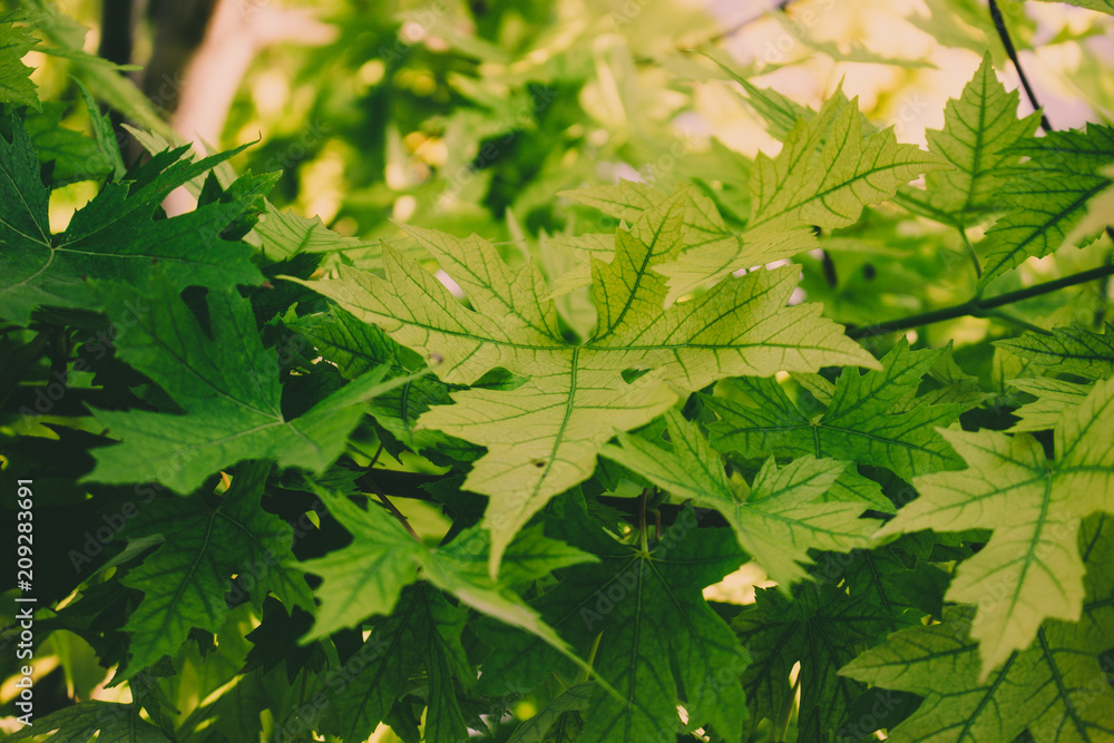 Maple leaf background. Green leaves on a sunny day. Maple leaf background. Green leaves on a sunny day.