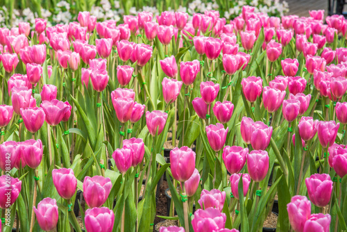 image of Pink tulips Flower. Beautiful bouquet colorful  in  the garden