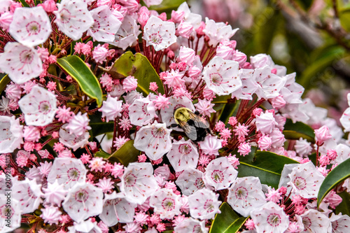 Bumblebee on Mountain Laurels photo