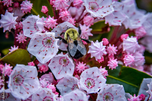 Bumblebee on Mountain Laurels
