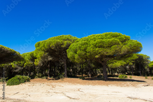 Colorful forest with green pine trees by empty dirt path and intense blue sky on the background in Barbate marshland National Park, Cadiz, Andalusia. Hiking, trek concept