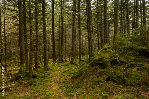 Fototapete Appalachian Trail im Fichten-Tannen-Wald in Virginia.