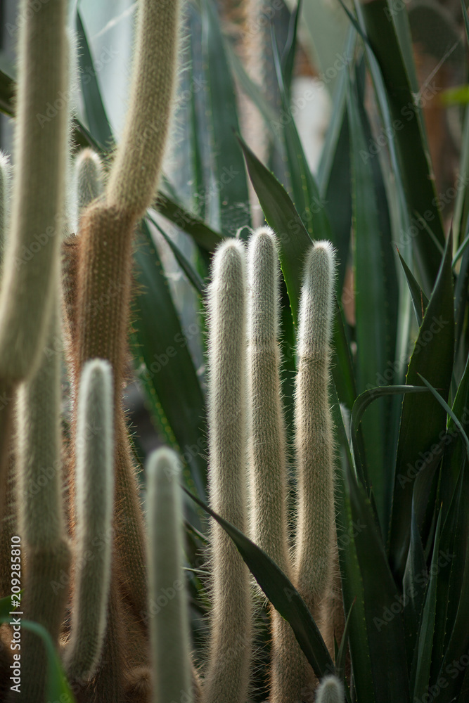 Close up detail of a beautiful and impressive big vertical grown succulent cactus, can be used as background Close up detail of a beautiful and impressive big vertical grown succulent cactus, can be used as background