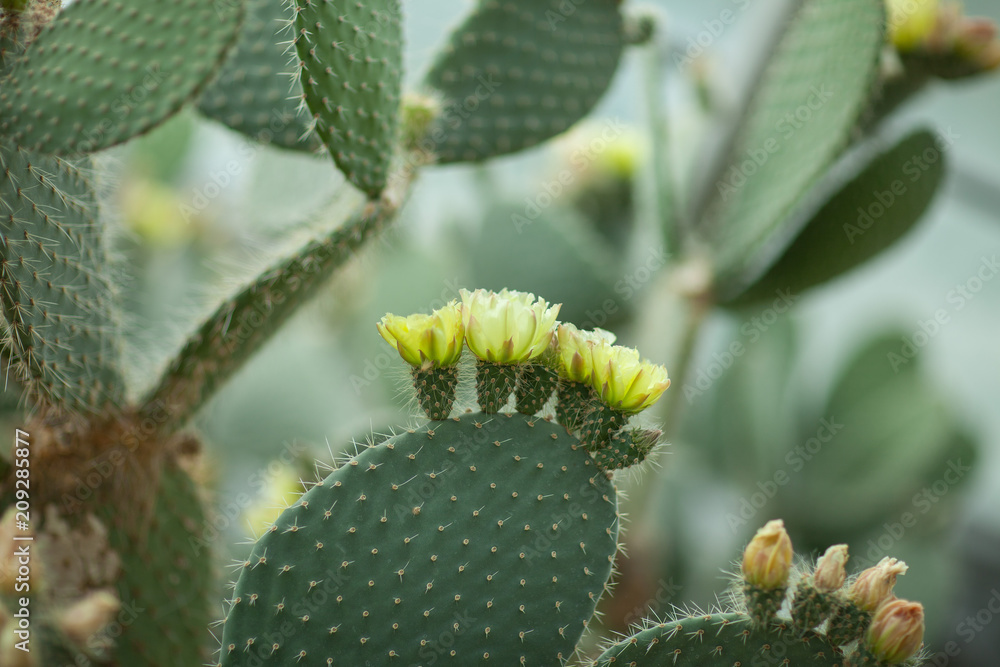 Close up detail of beautiful opuntia, prickly pear cactus with yellow blossom, can be used as background Close up detail of beautiful opuntia, prickly pear cactus with yellow blossom, can be used as background